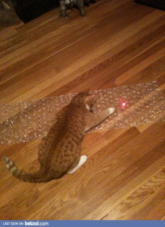 Laser Pointer + Bubble Wrap = Great Time!
