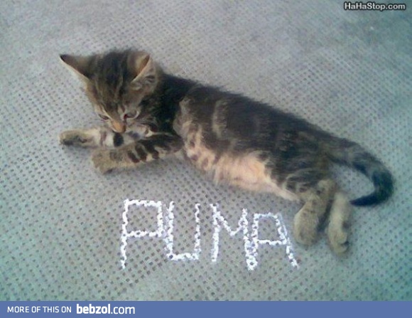 Puma