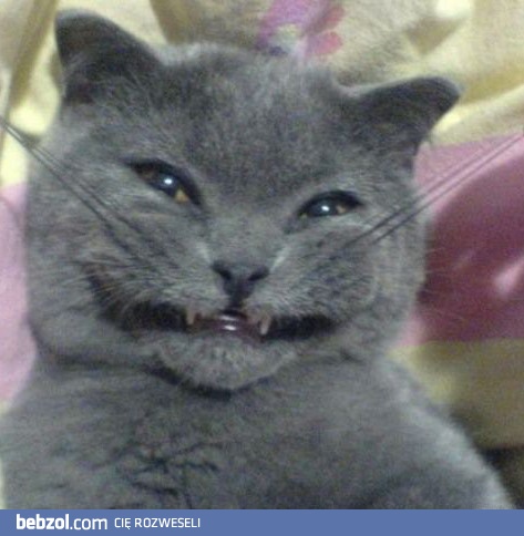 Uśmiechnięty kotek