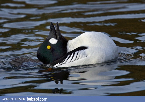 The rare water rabbit