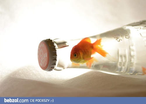 Rybka w butelce