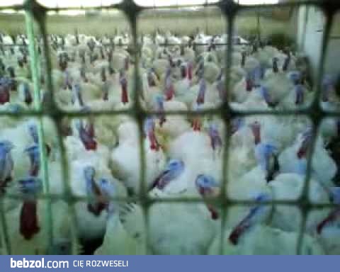 Przychodzi indyk do indyka