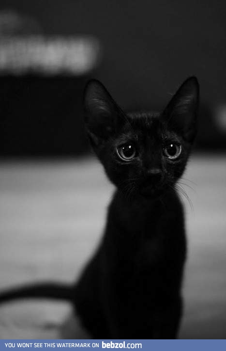 Black kitten