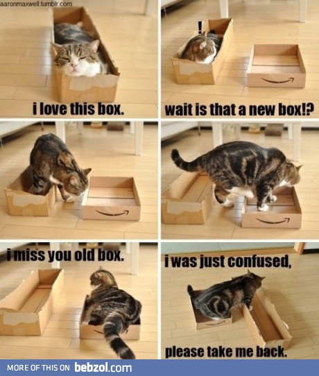 Cat in the box