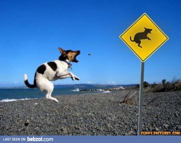 Caution, jumping dog!