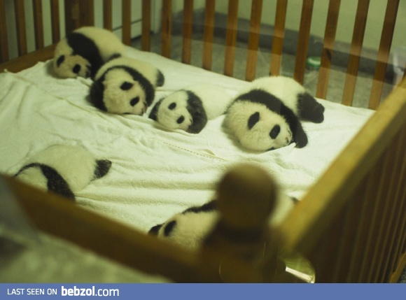 Little pandas