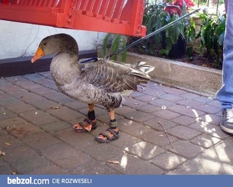 A jednak nie wszyscy chodzą w sandałach + skarpetkach! 