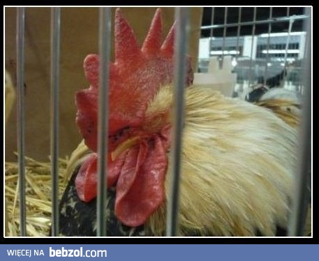 Trzeba było nie drzeć dzioba o czwartej rano...