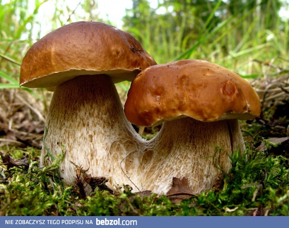 Nazbierajcie do swoich koszyków pięknych borowików!