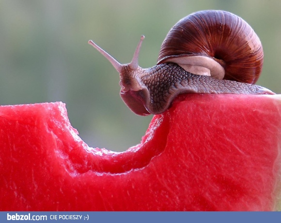 Ślimakowi też smakuje...