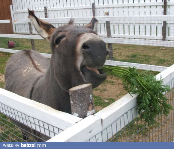 Skutki wegetarianizmu...