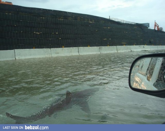 After Hurricane Irene hit Puerto Rico, the streets were so flooded that a shark managed to be swimming around