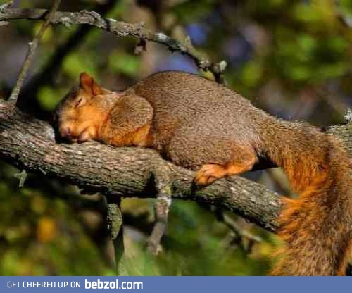Tired squirrel