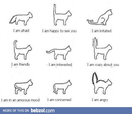 What your cat is trying to communicate you