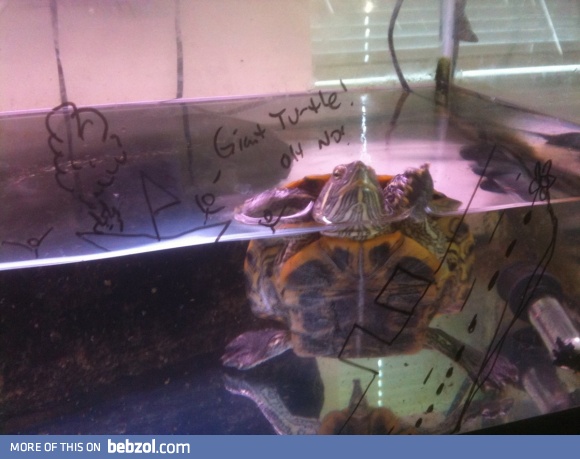 Giant turtle! Oh no