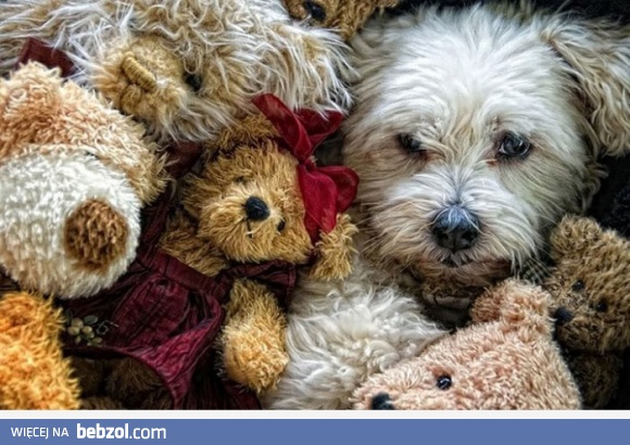 Jeden z nich jest prawdziwy 