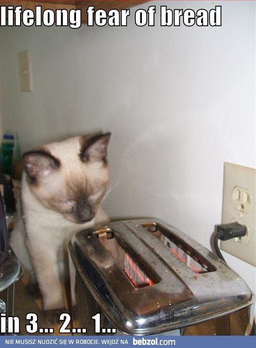 Oczekiwanie na tosta