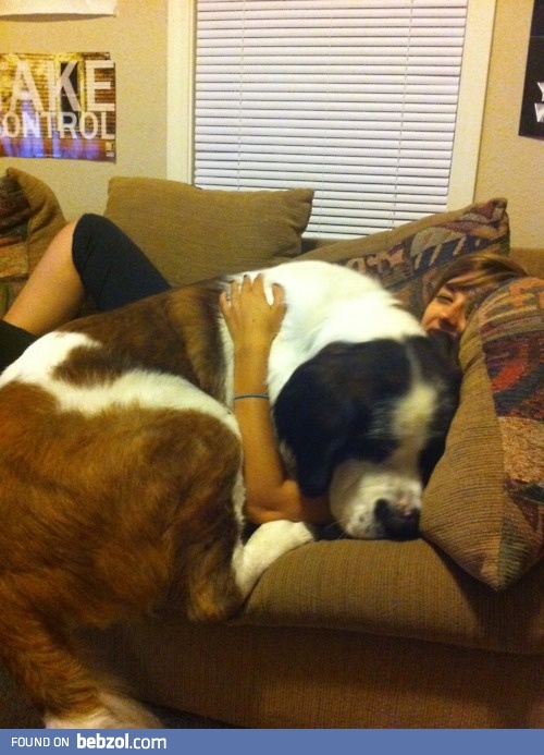 Lap dog.