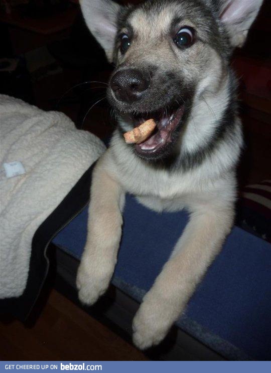 My puppy catching a treat