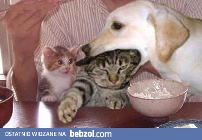 Nie dla wszystkich to zabawne