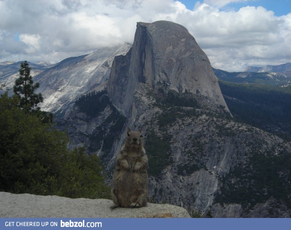 Woodland critter photobomb