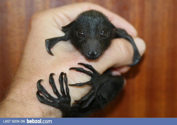Just a baby bat.