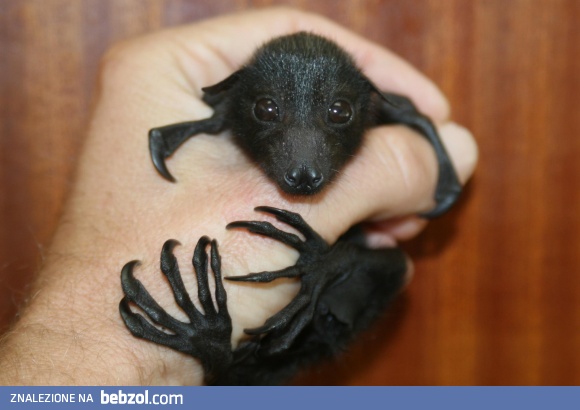 Mały nietoperz