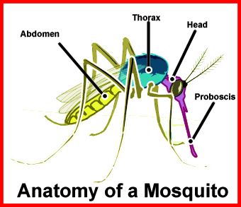 Anatomy of a mosquito 