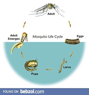 Mosquito life circle