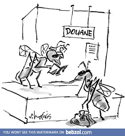 Mosquito in the office