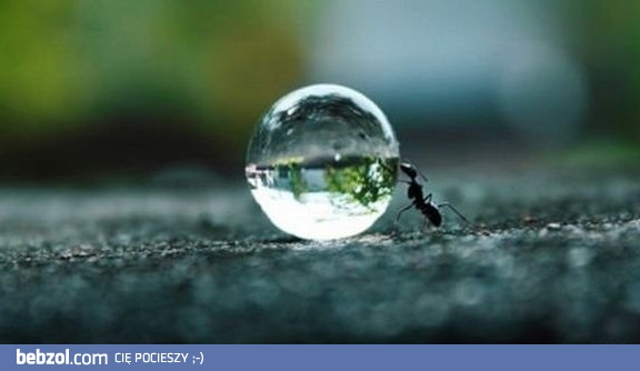 Ta mrówka wie co to  SYZYFOWA PRACA