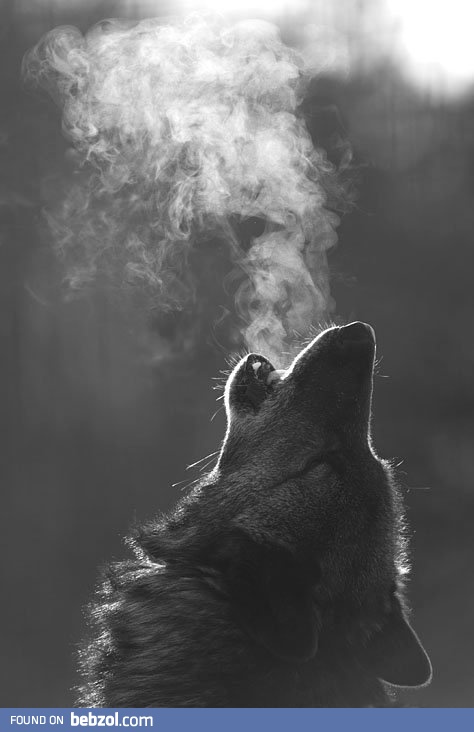 Wolf howling in the cold  