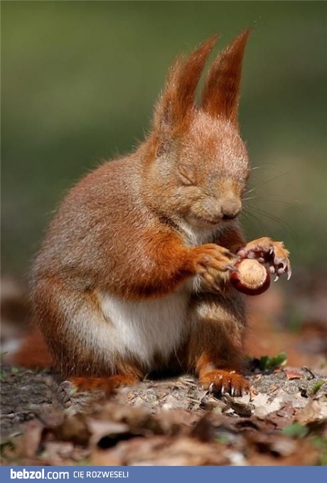 Medytująca wiewiórka