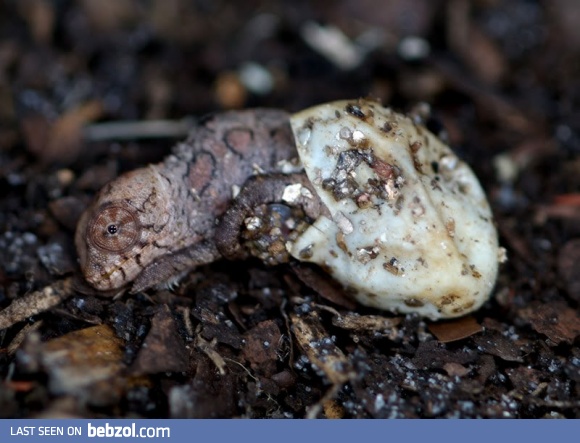Baby chameleon hatching