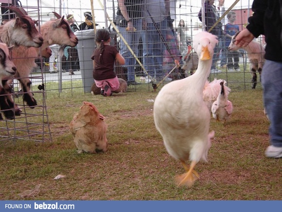 This Duck Has Swagger!