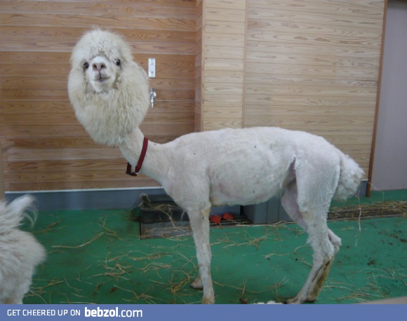 Naked Llama 