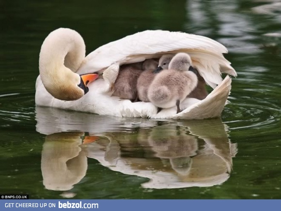 A mother duck carrying her babies.