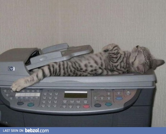 Cat Scan