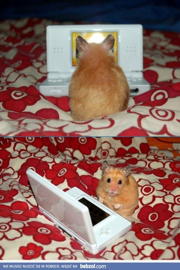 W czym mogę ci pomóc? 