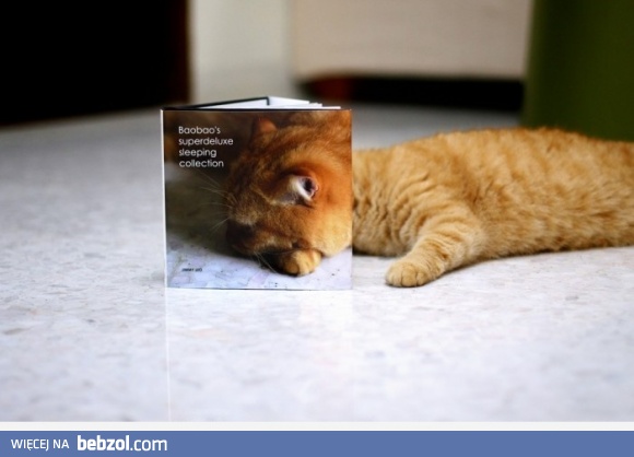Kot i książka 