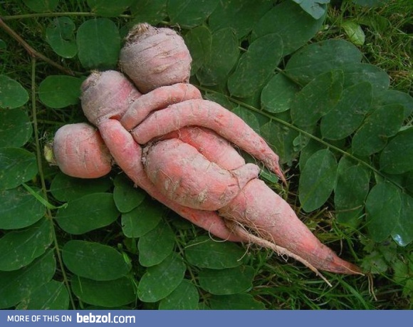 Carrots in love