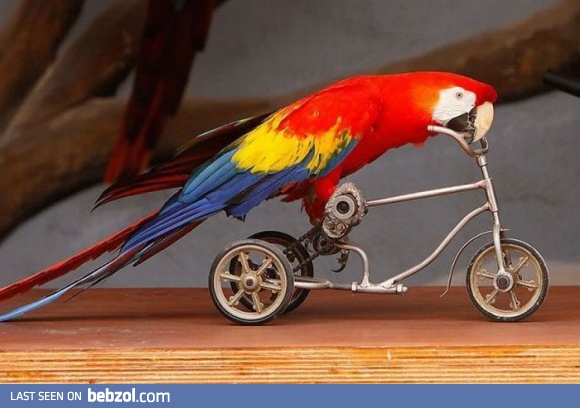 Parrot on a bike