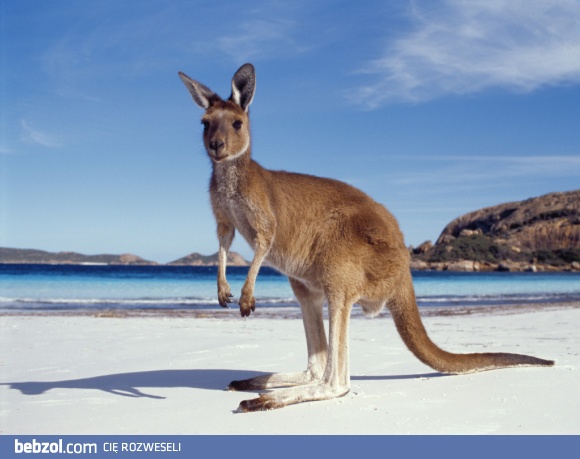 On też lubi plażę