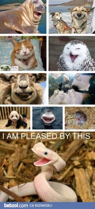 Uśmiechnięte zwierzaczki