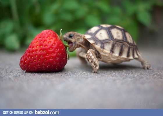 I can haz a strawberry :D