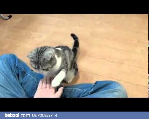 Tresowany japoński kot