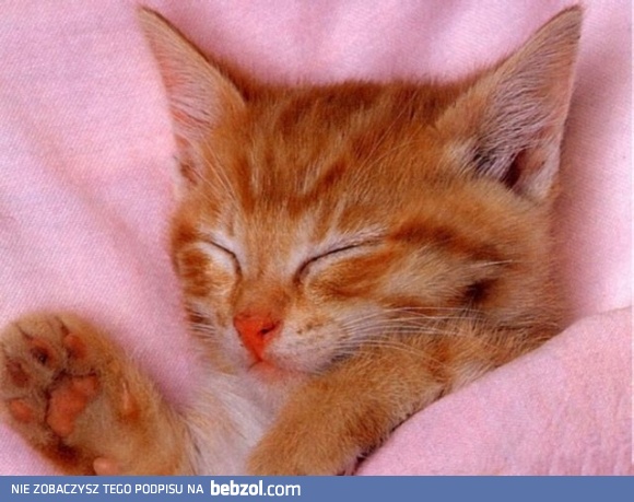 Kotek pod pościelą