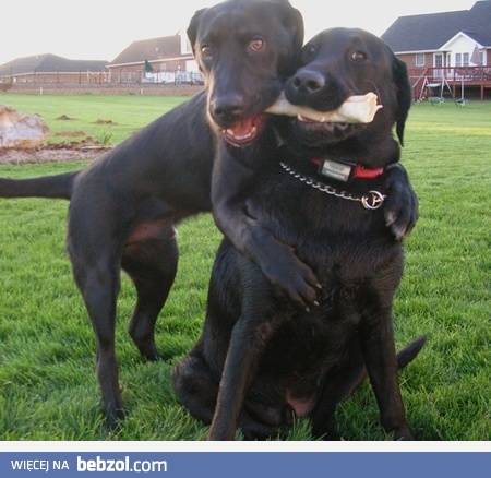 Prawdziwi przyjaciele 