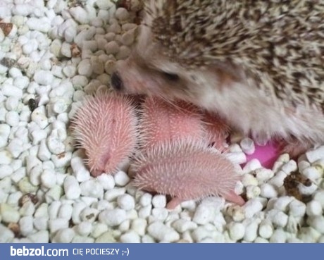 Małe nowonarodzone jeżyki 