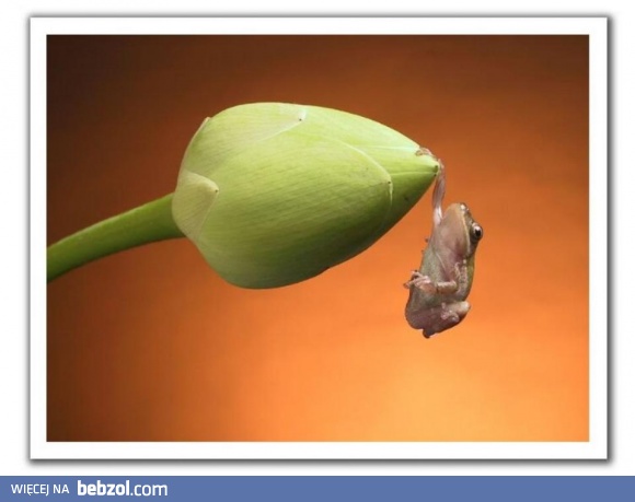 Trzymaj się  żabciu!